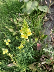 Linaria vulgaris