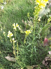 Linaria vulgaris