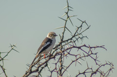 Prionops plumatus poliocephalus