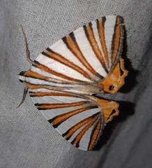Pityeja histrionaria