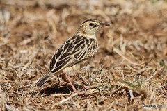 Cisticola brunnescens