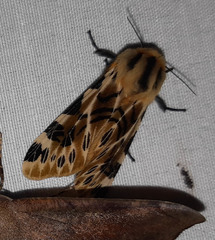 Hypercompe nemophila