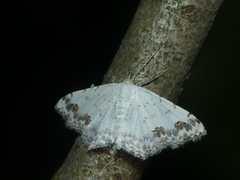 Scopula decorata