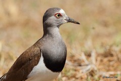 Vanellus melanopterus