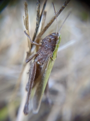 Omocestus