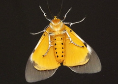 Asota speciosa