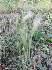 Hordeum jubatum
