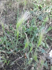 Hordeum jubatum