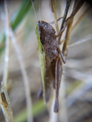 Omocestus