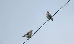 Agropsar philippensis