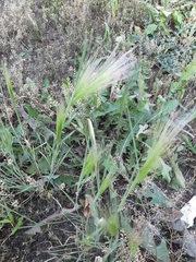 Hordeum jubatum