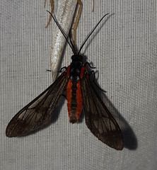 Rhynchopyga semirufa