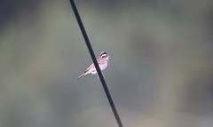 Emberiza chrysophrys