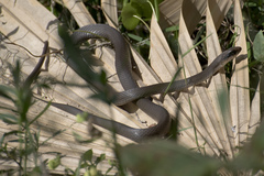 Coluber constrictor latrunculus