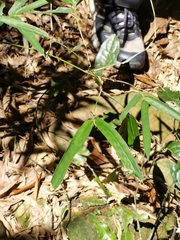 Bambusa pachinensis