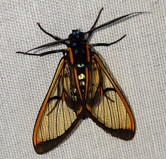 Cosmosoma joavana