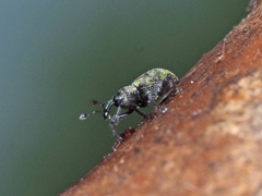 Tanysphyrus lemnae