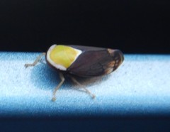 Microtartessus idyia