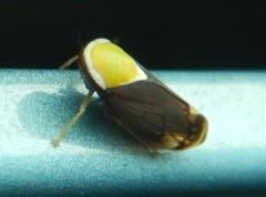 Microtartessus idyia