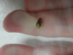 Microtartessus idyia