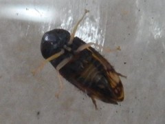 Microtartessus idyia