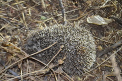 Atelerix albiventris