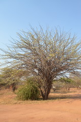Albizia harveyi