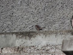 Passer domesticus