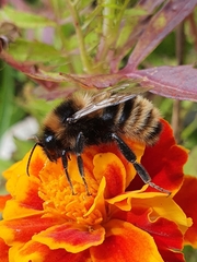 Bombus subterraneus