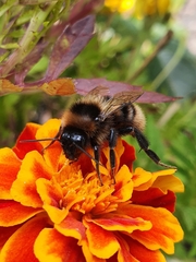 Bombus subterraneus