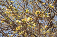 Albizia harveyi