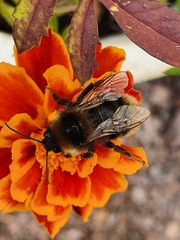 Bombus subterraneus