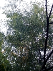 Salix × pendulina
