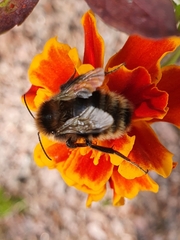 Bombus subterraneus