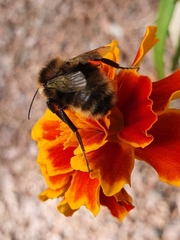 Bombus subterraneus