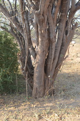 Albizia harveyi
