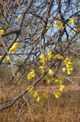 Cassia abbreviata