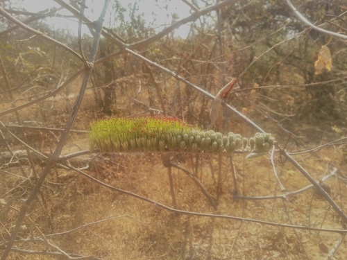 Combretum longispicatum image