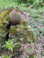 Mammillaria rhodantha fera-rubra
