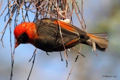 Anaplectes rubriceps