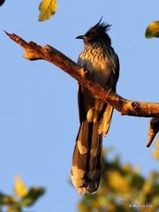 Clamator levaillantii