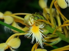 Platanthera x corderi