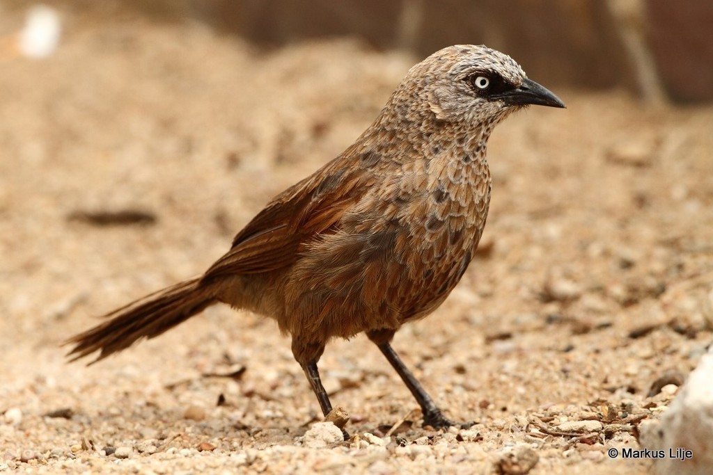 Black-lored Babbler photo