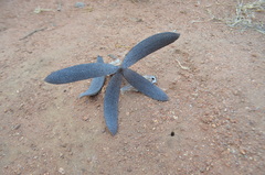 Entandrophragma caudatum
