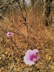 Ipomoea shirambensis