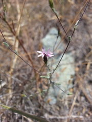 Lessingia micradenia micradenia