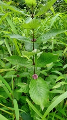 Neuracanthus sphaerostachyus