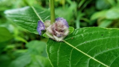 Neuracanthus sphaerostachyus