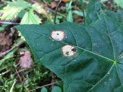 Cristulariella depraedans
