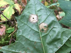 Cristulariella depraedans